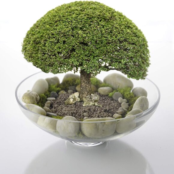 Glass Decorative Footed Bowl (H:4.5" D:12")‎  Fruit Display Bowl  Terrarium Bowl - Picture 7 of 7